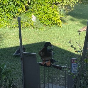 IMG_6679.jpeg